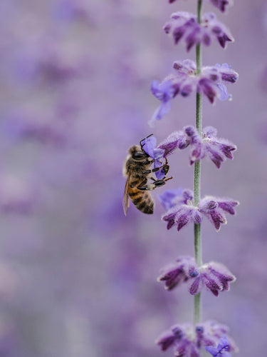 Why We Love Lavender