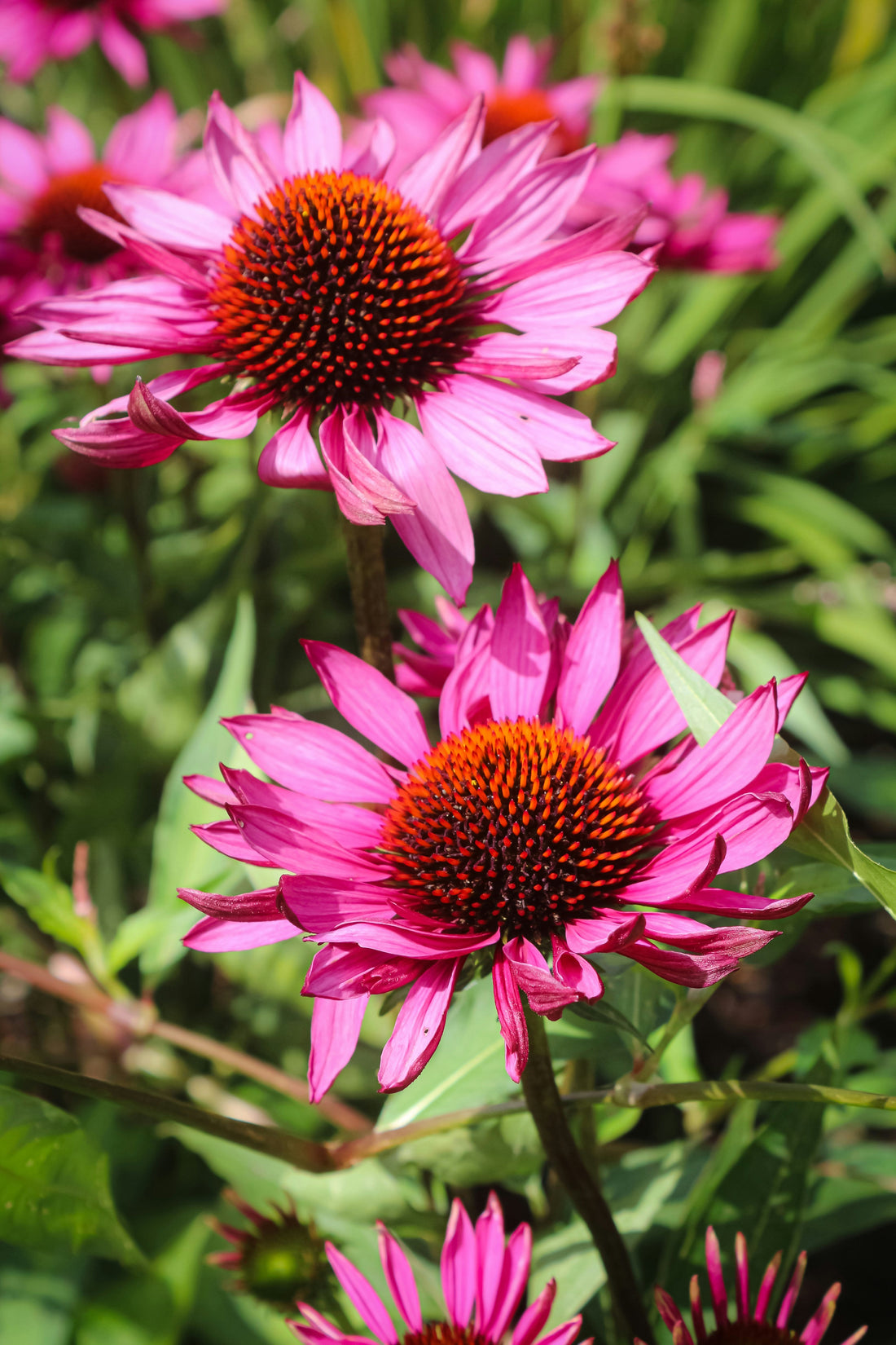 Echinacea and Your Health: How This Herb Boosts Immunity and Fights Illness