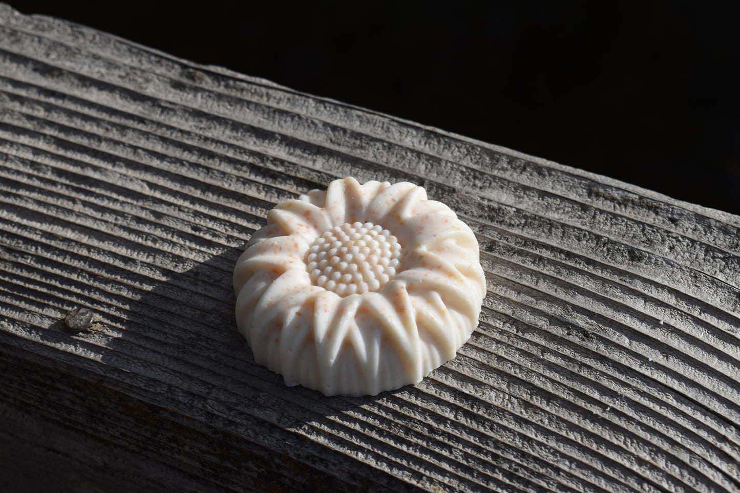 Sunlit Bloom
